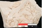 Foto (Detailansicht) von Hypnum sagorianum Ettingshausen (NHMW-GEO-2024-0188-6729)